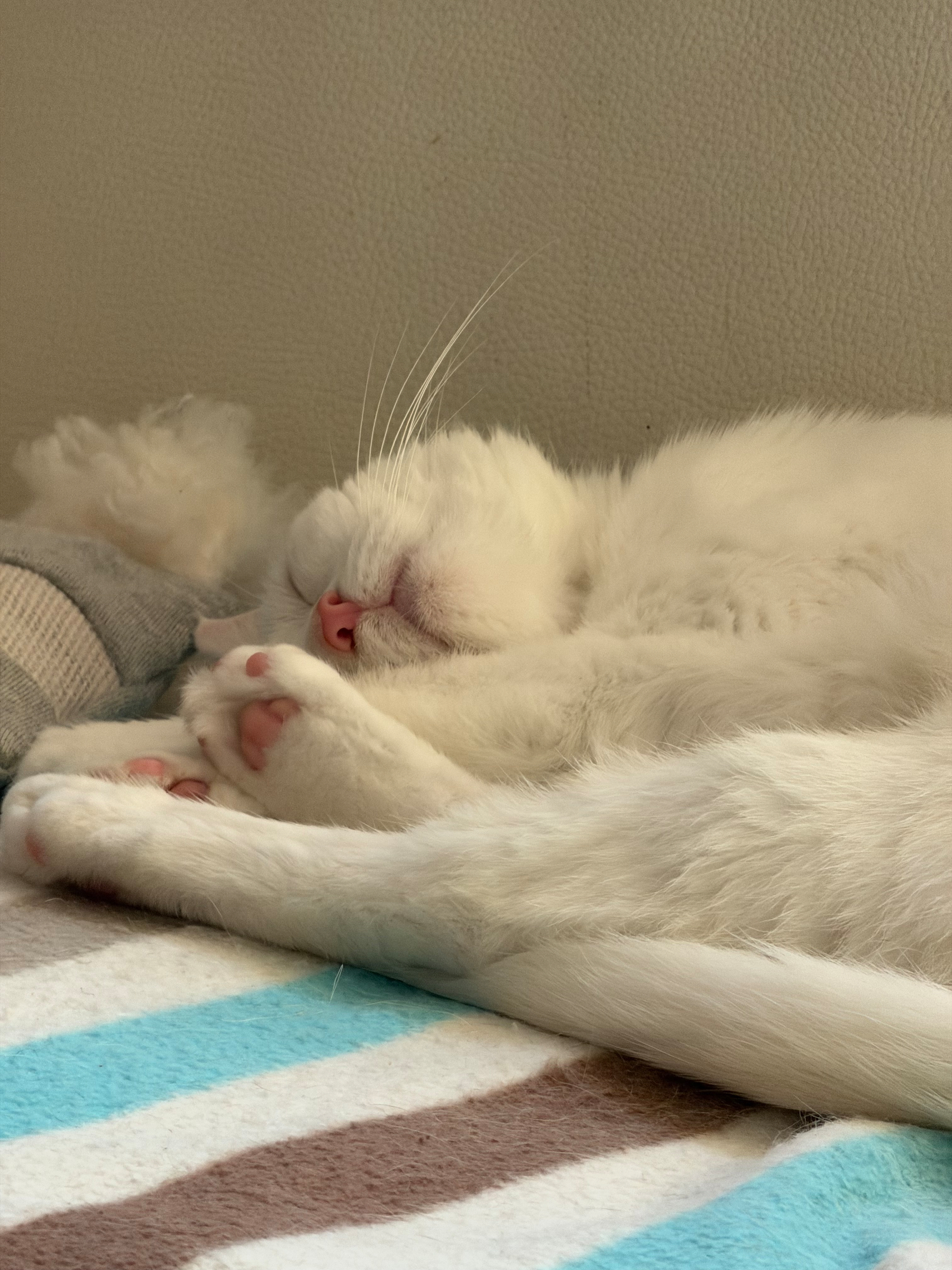 By the way, there is a beauty nap in progress now. Royal duties have been temporarily suspended while I restore my elegance,